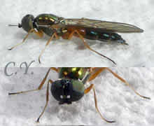 TSargus bipunctatus
