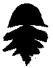Motif noir distinctif de l'Araignée Napoléon