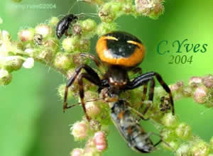 Synaema globosum.