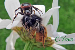 Synaema globosum, Araignée Napoléon.