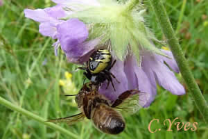 Synaema globosum, l'araignée Napoléon.