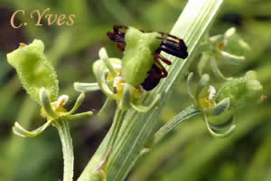 Synaema globosum, Araignée Napoléon.