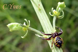 Synaema globosum, Araignée Napoléon.