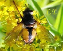 Tachina fera