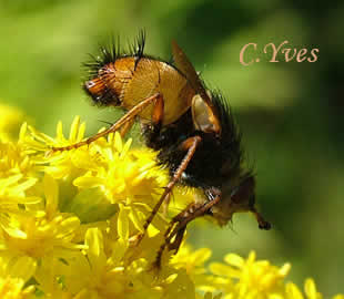 Tachina fera