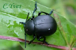  Crache sang, timarcha tenebricosa.