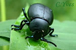  Crache sang, Timarcha tenebricosa.