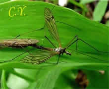 Tipula