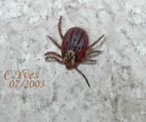 Ixodes ricinus : la tique du mouton.