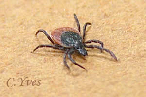 La tique : Ixodes ricinus.