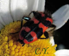 Trichodes alvearius, Clairon des ruches, Loup des ruches
