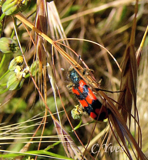 Trichodes alvearius, Clairon des ruches.
