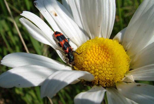 Trichodes alvearius, Clairon des ruches, Loup des ruches