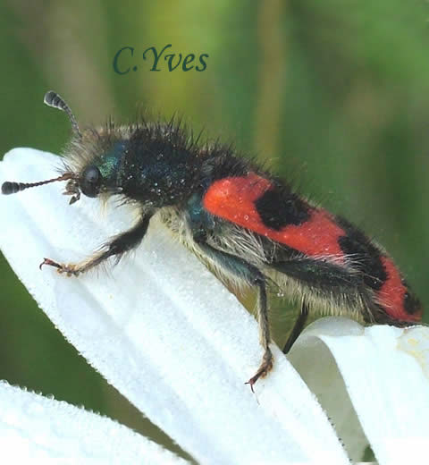 Trichodes alvearius, Clairon des ruches.
