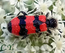 Trichodes apiarius, Attelabus apiarius