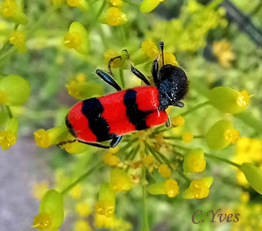 Trichodes apiarius, Attelabus apiarius, Clairon des abeilles, Loup des abeilles