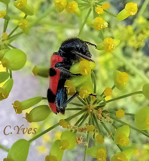 Trichodes apiarius, Attelabus apiarius, Clairon des abeilles, Loup des abeilles