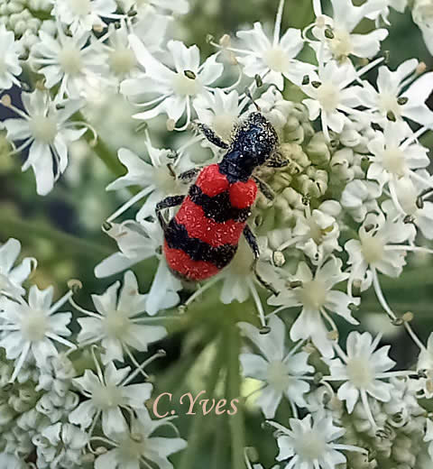 Trichodes apiarius, Attelabus apiarius, Clairon des abeilles, Loup des abeilles