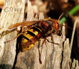 Vespa crabro, le Frelon