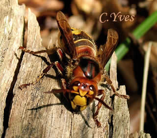Vespa crabro, le Frelon