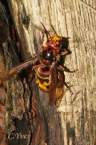 Vespa crabro, le Frelon