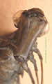 Anax imperator