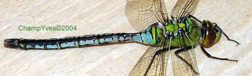 Photo 3:anax empereur:le mâle.
