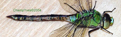  Anax empereur:la femelle.
