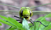 Anax imperator
