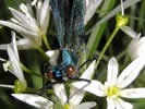 Calopteryx splendens