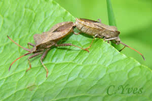 Coreus marginatus, Corée marginée