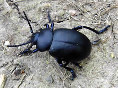  Crache sang, Timarcha tenebricosa.