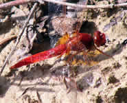 Crocothemis erythraea, Libellule écarlate.