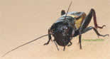 Gryllus campestris, grillon des champs