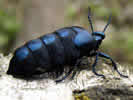 Meloe proscarabeus