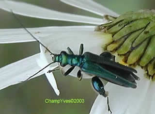 Oedemera nobilis