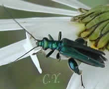 Oedemera nobilis
