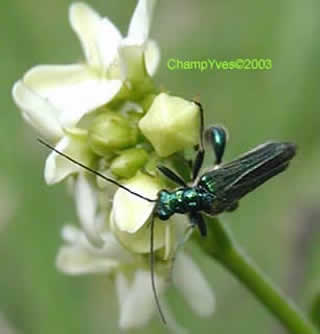 Oedemera nobilis