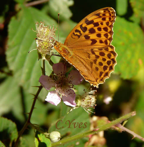  Brenthis daphne, le nacré de la ronce.