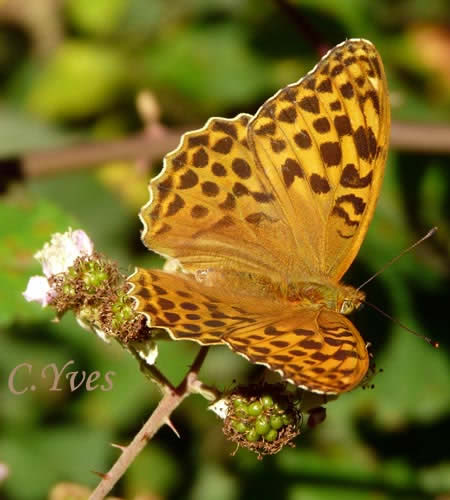 Brenthis daphne, les Papillons.