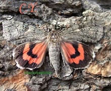 Catocala nupta.