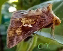 Chrysodeixis chalcites.