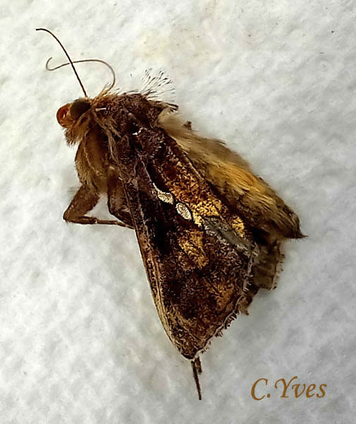 Chrysodeixis_chalcites