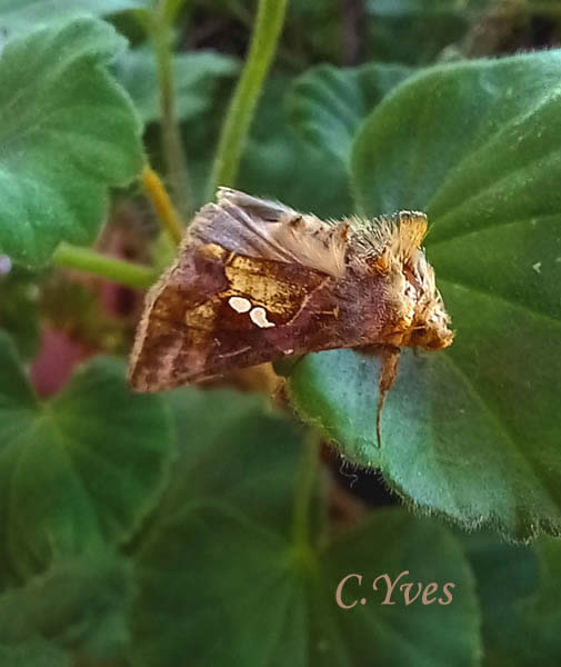 Chrysodeixis_chalcites, la Plusie chalcite, Papillon doré à deux taches