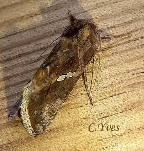 Chrysodeixis_chalcites