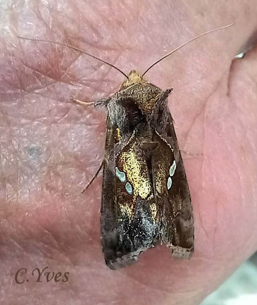 Chrysodeixis_chalcites