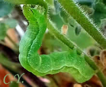 Chrysodeixis chalcites, la chenille.