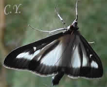 Diaphania perspectalis, Pyrale du buis, Glyphodes perspectalis ou Cydalima perspectalis