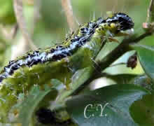 Pyrale du buis, Glyphodes perspectalis, Diaphania perspectalis ou Cydalima perspectalis