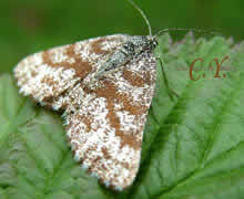 Ematurga atomaria, Phalène picotée, femelle.